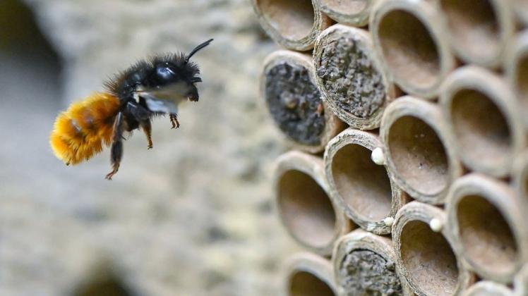 Wildbienen brüten gerne in solchen Röhrchen.
