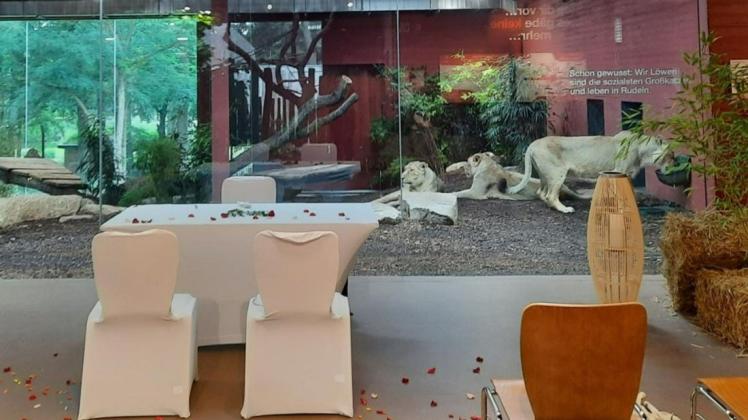 Heiraten mit Löwen: Auch im Rote-Liste-Zentrum im Schweriner Zoo können sich Paare das Ja-Wort geben.
