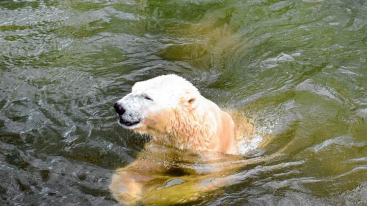 Eisbär Vitus geht es laut neuer Studie im Tierpark Neumünster gut.