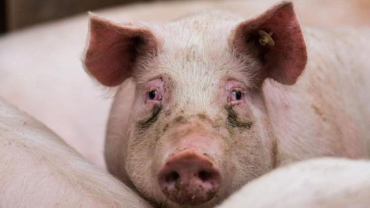 Für den Schweinemastbestand im Ortsteil Vogelsang gelten keine Restriktionen mehr.