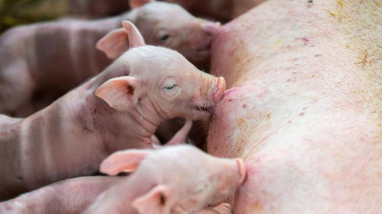 Ferkel in einem Schweinestall: Bauernpräsident Joachim Rukwied sagt, die bessere Haltung von Tieren koste etwa vier Milliarden Euro im Jahr.