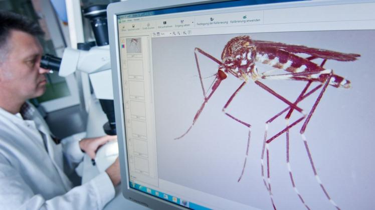 Insektenforscher untersuchen zum Beispiel am Friedrich-Loeffler-Institut auf der Insel Riems in einem Sicherheitslabor exotische Mückenarten wie die Asiatische Buschmücke.