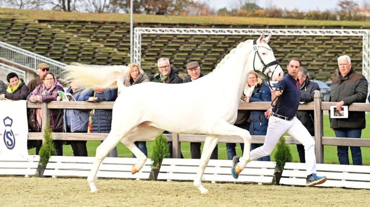 Esquin White – ein Pferd mit einer außergewöhnlichen Farbe – er ist weiß geboren und damit eine genetische Option für verschiedene Farbvarianten.