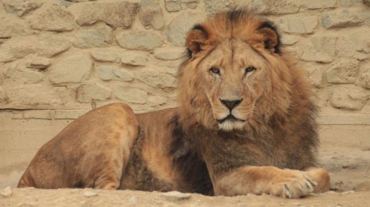 Mit 20 Jahren hat Löwe Nakuru ein stolzes Alter erreicht. Weil er sich aber zuletzt nur noch mit Schmerzen quälte, wurde der Anführer des Osnabrücker Zoo-Rudels jetzt eingeschläfert.