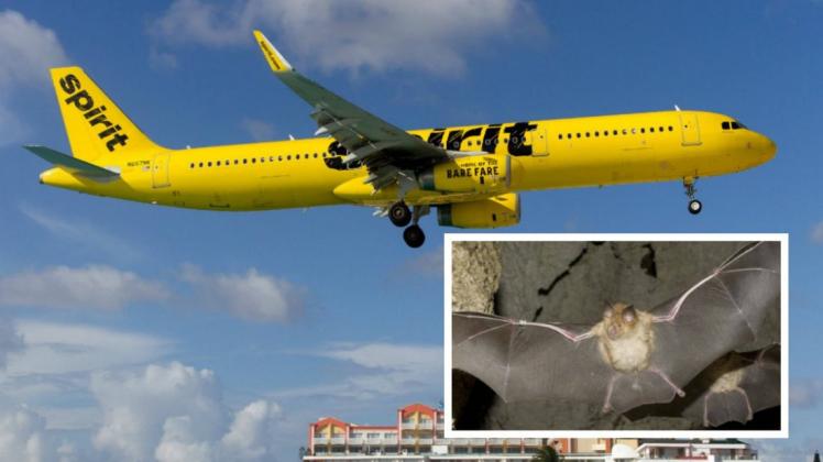 Eine Fledermaus erschreckte die Passagiere an Bord eines Spirit-Airline-Fluges. Foto: imago images/ZUMA Press/Nature Picture Library