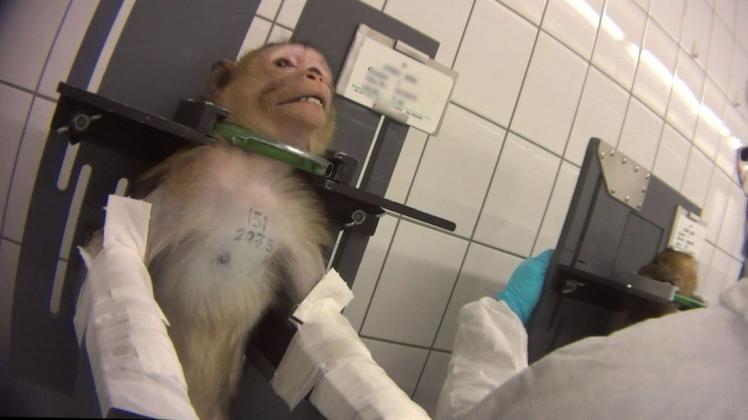 Ein Affe wird im dem Hamburger Labor für Giftigkeitstests fixiert. Foto: obs/SOKO Tierschutz/crueltyfree