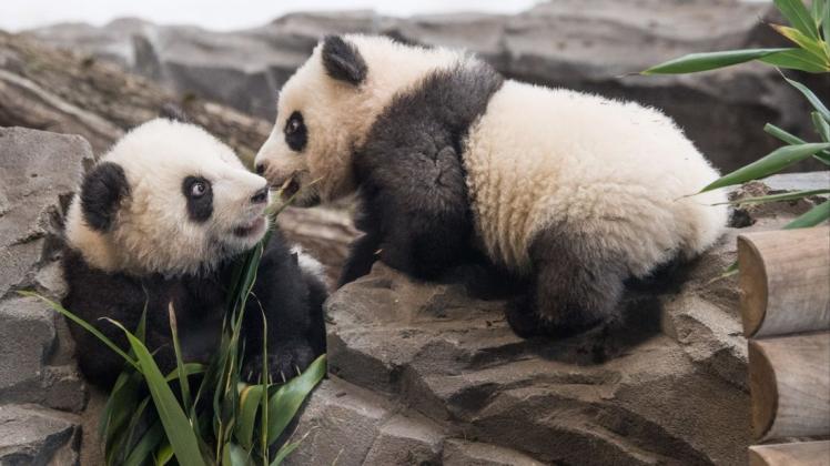 Die Panda-Zwillinge Meng Xiang (l, Pit) und Meng Yuan (Paule) wurden erstmals zu einem Ausflug in ihr Gehege gelassen. Foto: dpa/Jörg Carstensen