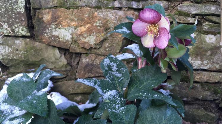 Blütenpracht im Februar: Lenzrose "HGC Picotee" gibt schon im Frost ihr Bestes. Foto: Julia Kuhlmann
