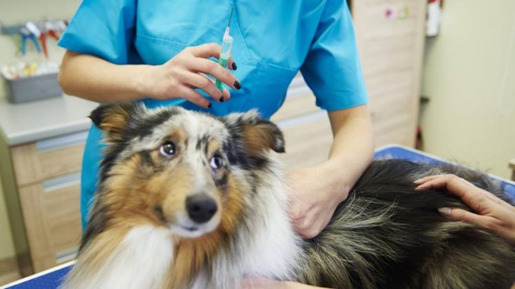 Wenn der Hund oder die Katze am Wochenende schwer krank oder verletzt ist, ist das ein Fall für den tierärztlichen Notdienst. 