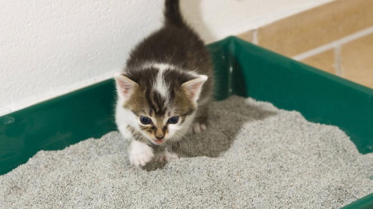 Katzenstreu Test 2020: Discounter und ko-Produkt landen vorne