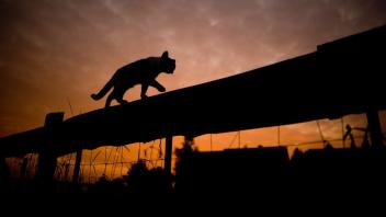 So ein Jäger kann schnell zum Gejagten werden: Eine wilde Katze streunert über ein Grundstück. Symbolbild: dpa/Picture Alliance/Julian Stratenschulte/Archiv
