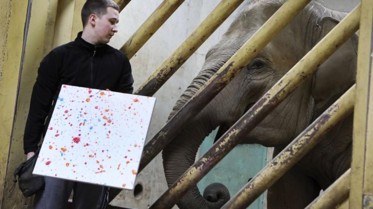 Elefantenkuh Sita malt Bilder. Tierpfleger Nils Schröer leitet Sita an. Foto: Gert Westdörp