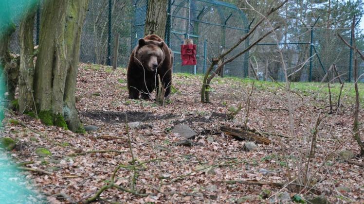 Bärenwald Müritz Hofft Auf Digitale Gäste Svz