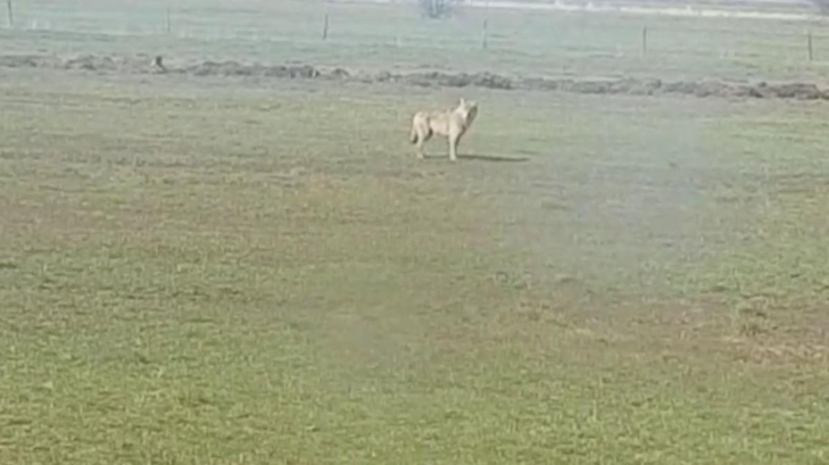 Mehrere Schafe In Schonemoor Vermutlich Durch Wolf Dko