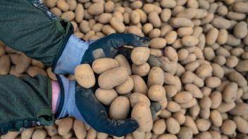 Gefragtes Lebensmittel: Die Corona-Krise hat die Nachfrage nach Kartoffeln deutlich steigen lassen. Foto: Philipp Schulze/dpa