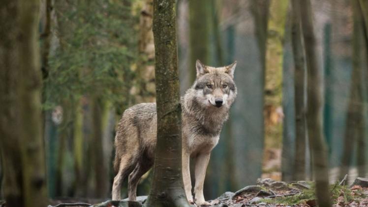 Umstritten: In MV wurde eine  Wolfsfähe zum Abschuss freigegeben Foto: Klaus-Dietmar Gabbert/dpa