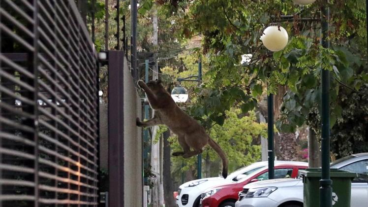 Ein Puma hatte sich in Chiles Hauptstadt Santiago verirrt.
