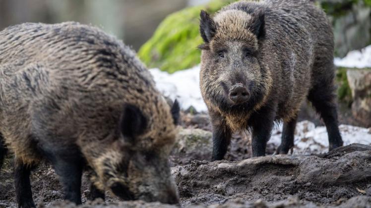 Sind die häufigsten Pest-Überträger: migrierende, infizierte Wildschweine auf dem Weg nach Westeuropa.