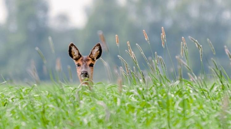 Um insbesondere Rehkitze vor dem Mähtod zu bewahren, bietet eine Gruppe von Bramschern den Landwirten in der Region ehrenamtlich ihre Unterstützung beim Absuchen der Felder an. Um insbesondere Rehkitze vor dem Mähtod zu bewahren, bietet eine Gruppe von Bramschern den Landwirten in der Region ehrenamtlich ihre Unterstützung beim Absuchen der Felder an.