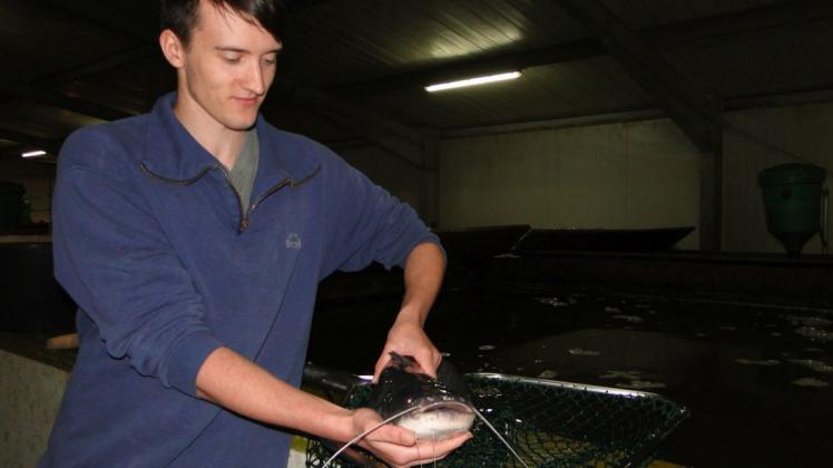 Sven Schröder mit einem schlachtreifen Wels. Die langen Barteln am Maul des größten europäischen Süßwasserfisches dienen der Orientierung.