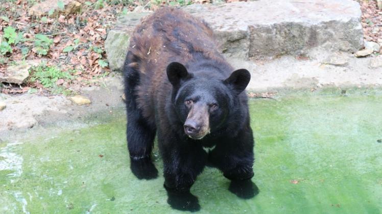 Schwarzbär Spike gewöhnt sich im Zoo Osnabrück ein.
