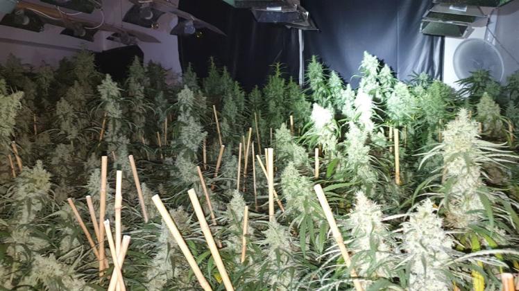 Die Bremer Polizei hat eine Cannabis-Plantage mit fast 700 Pflanzen in der Bremer Neustadt ausgehoben.