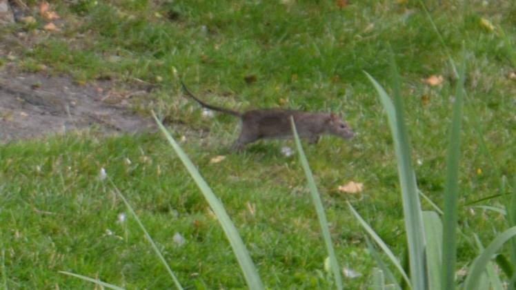 Ratten flitzen am Teich an der Delmenhorster