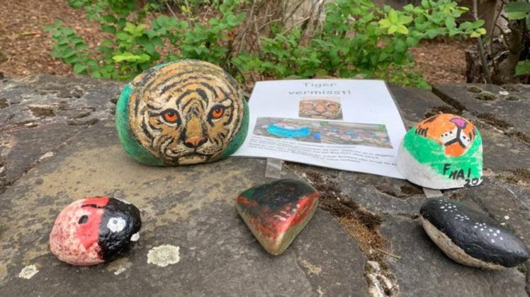 Ende Mai hatten Schüler und Lehrer den Tiger zuletzt in der Steinschlange gesehen. Seitdem war er verschwunden, bis er am 30. Juni wieder auftauchte.
