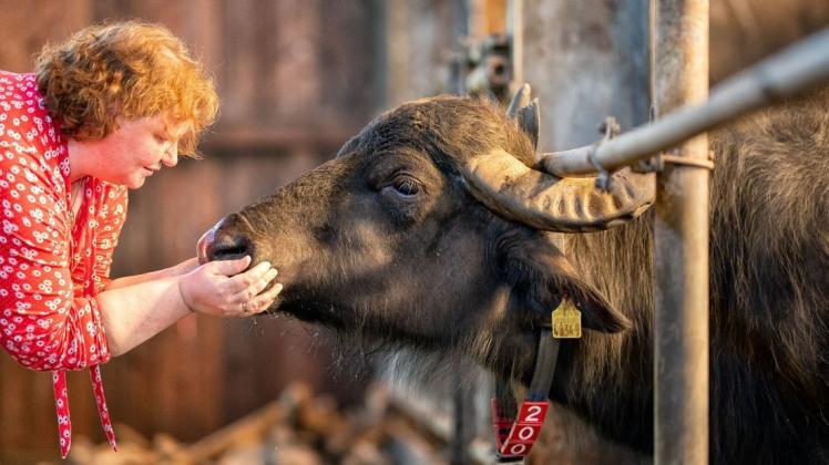 „Büffel müssen gestreichelt werden“, sagt Bärbel Feddersen. Das sieht Butschi, ihre älteste Büffeldame, offenbar genauso.