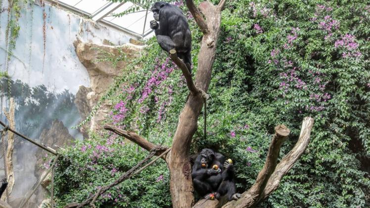 Fleißig am Knabbern und die Artgenossen im Blick: Die beiden Schimpansen Lome und Lobo sind seit Ende Juli neu im Osnabrücker Zoo.