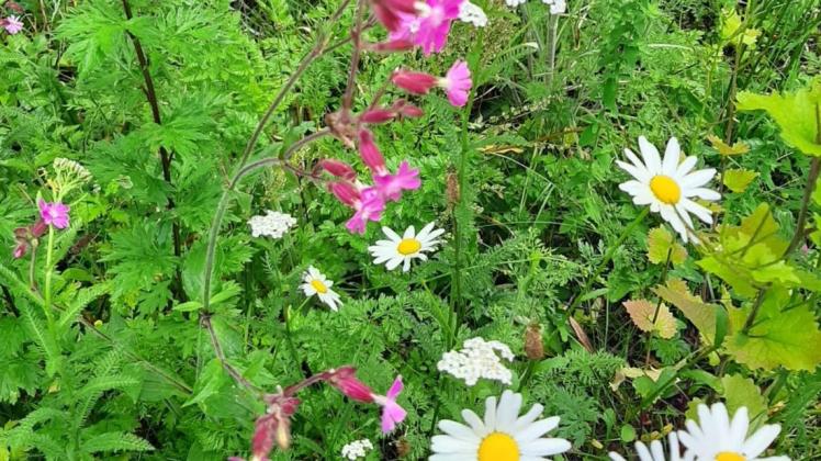 Zu einem Naturspaziergang lädt der Nabu Emsland-Süd am Samstag, 26. September, ein. Zu einem Naturspaziergang lädt der Nabu Emsland-Süd am Samstag, 26. September, ein.