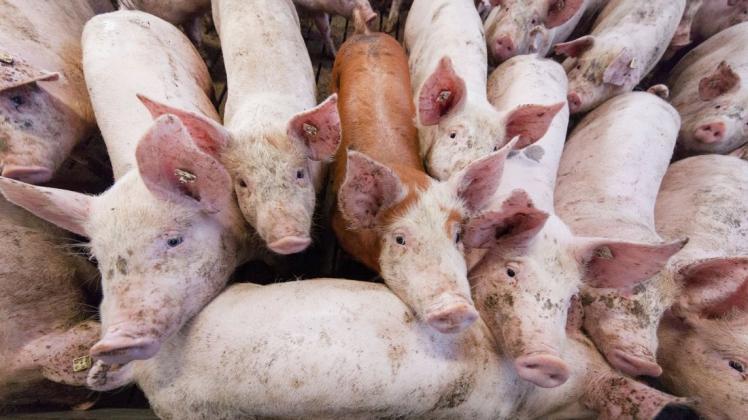 In einer Schweinemastanlage im nördlichen Emsland ist es zu Missständen gekommen.