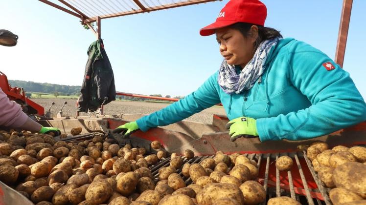 Kartoffelernte in Ganderkesee: Auf dem Acker von Friedhelm Blankemeyer sortiert Palida Grape mit flinken Händen alles aus der Anlage, was nicht in die Kartoffelernte gehört – Steine, Fremdmaterialien, Pflanzenreste oder Mutterknollen. Kartoffelernte in Ganderkesee: Auf dem Acker von Friedhelm Blankemeyer sortiert Palida Grape mit flinken Händen alles aus der Anlage, was nicht in die Kartoffelernte gehört – Steine, Fremdmaterialien, Pflanzenreste oder Mutterknollen.