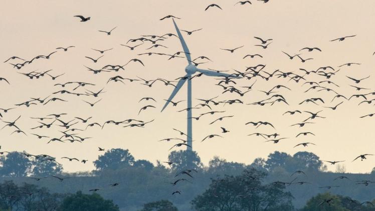 Naturschützer und Gemeinden sehen große Gefahren für die Vogelwelt durch Genehmigung des Windparks. Hier ein Beispiel aus dem Oderbruch mit wesentlich kleinern Anlagen.