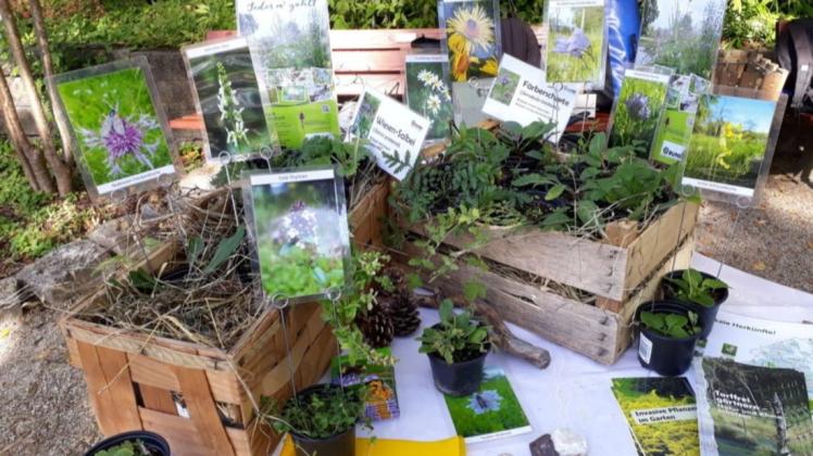 efeu knstlich im topf Knstlicher Efeu im Topf 20 cm UV  Easyplants Deutschland