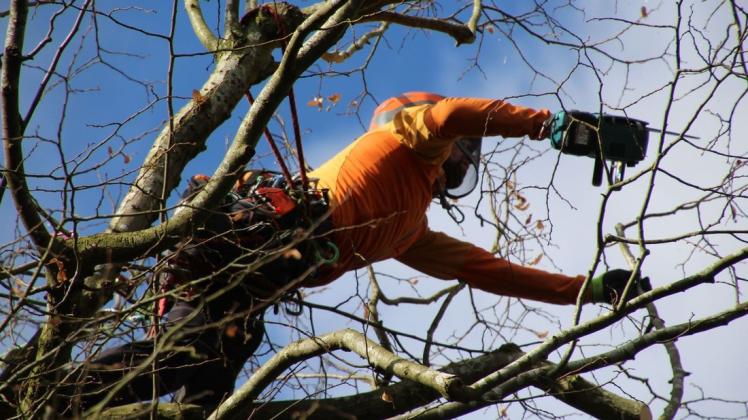Beim Baumschutz und bei der Pflege von schützenswerten Bäumen sollen private Besitzer von ortsprägenden Bäumen in der Gemeinde Ganderkesee künftig finanziell unterstützt werden. (Symbolfoto)