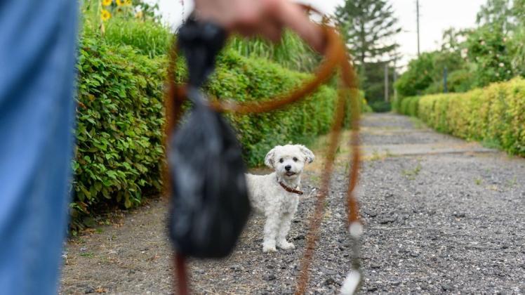 Das Gassigehen mit dem Hund erhöht das Corona-Risiko laut Studie um 78 Prozent. Das Gassigehen mit dem Hund erhöht das Corona-Risiko laut Studie um 78 Prozent.