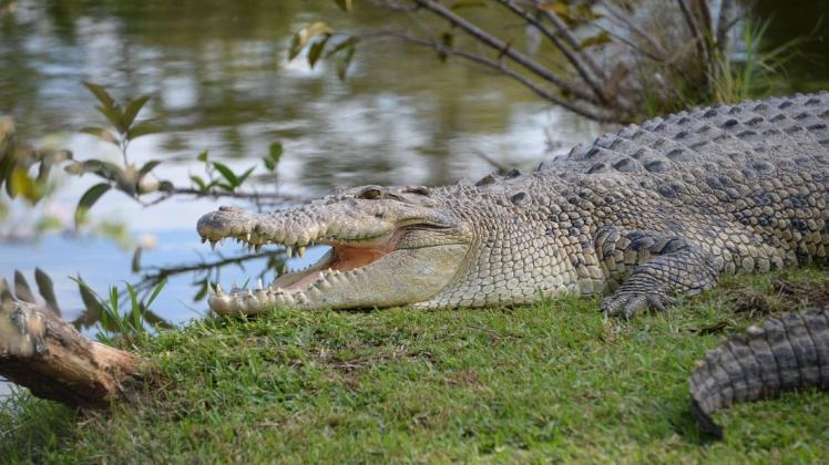 Ein Alligator hat versucht ein Hundewelpen ins Wasser zu ziehen.