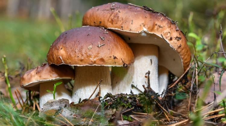 Einen großen und daneben kleinere Steinpilze hat Leszek Poplawski aus Bad Essen gesammelt. (Symbolfoto) Einen großen und daneben kleinere Steinpilze hat Leszek Poplawski aus Bad Essen gesammelt. (Symbolfoto)