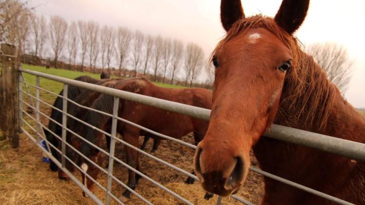 Nachdem im Sommer schon einmal vor mutmaßlichen Pferdedieben gewarnt wurde, sind Pferdehalter in der Region jetzt erneut auf den Plan gerufen.