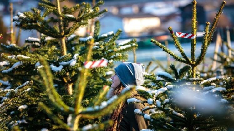 Auch beim Weihnachtsbaumkauf können Sie auf Nachhaltigkeit achten.