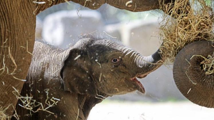 Einfach süß der Kleine: Der 2017 geborene Elefantenbulle Minh-Tan dürfte in den kommenden Tagen ein weiteres Geschwisterchen bekommen.