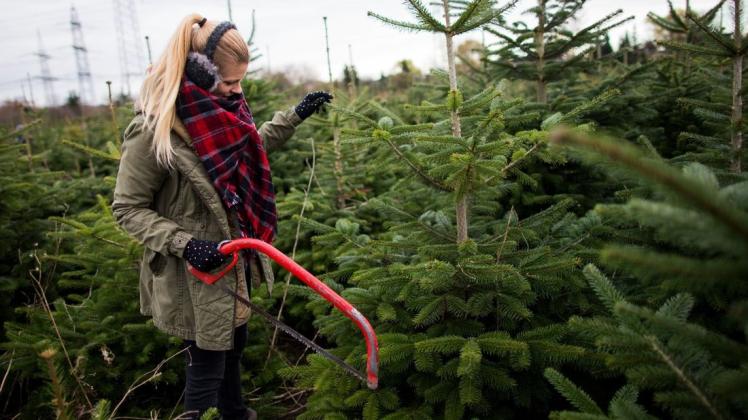 Beim selbst geschlagenen Weihnachtsbaum werden je nach Landwirt 5,5, 7 (bzw5) oder 10,7 Prozent Mehrwertsteuer fällig.