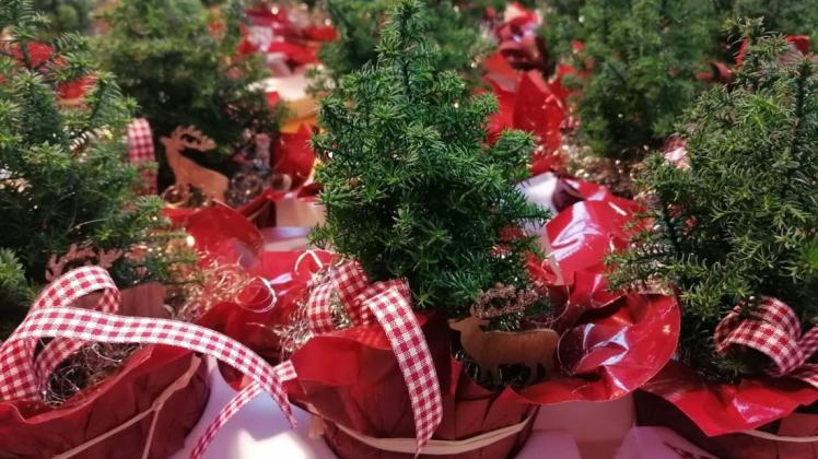 Für jeden Bewohner ein kleiner Tannenbaum: Trotz der Separierung auf den Zimmern soll im Seniorenheim Pastor-Arning-Haus Weihnachtsstimmung aufkommen.