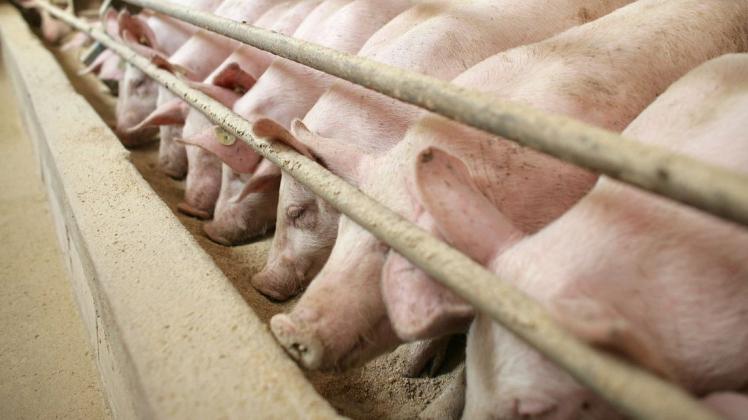 Nach denen Plänen der EU-Kommission könnte bald wieder Tiermehl im Trog landen - im Fall von Schweinen allerdings nur solches, das aus genusstauglichen Teilen von Hühnern gewonnen wurde.