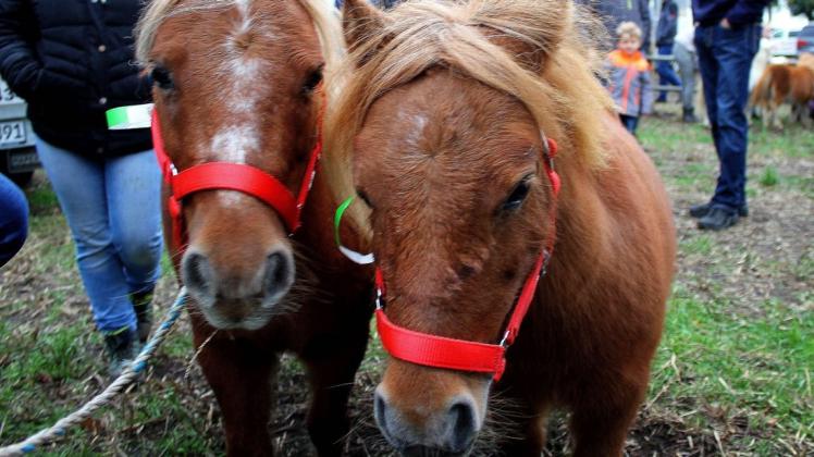 Anlass für equidenhafte Fachgespräche mit Elfjährigen: Shetland-Ponys.