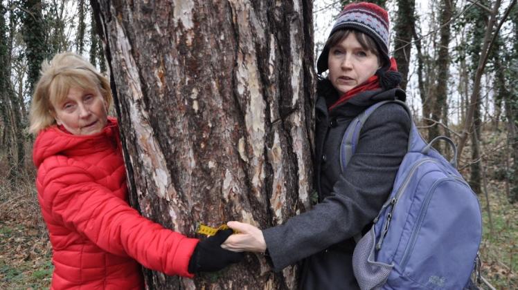 Dieser Baum hat einen Stammumfang von 2,50 Meter. Das haben Sibylle Parczyk (l.) und Annette Boog ausgemessen. Er gehört zu den mehr als 100 Bäumen, die gefällt werden sollen. Die Frauen der Bürgerinitiative wollen den Küstenwald retten. Und sind erschüttert, dass die Stadt unangekündigt am Dienstag acht Bäume hat fällen lassen.