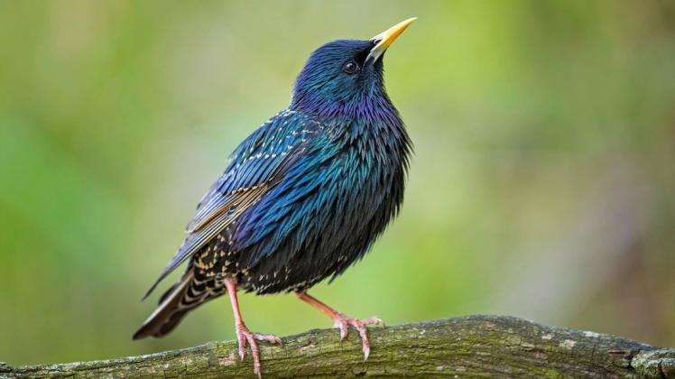 Der Fuhrenkamp-Schutzverein veranstaltet ein heiteres Vogelraten. Die besten Vogelkenner können sogar etwas gewinnen. (Symbolbild) Der Fuhrenkamp-Schutzverein veranstaltet ein heiteres Vogelraten. Die besten Vogelkenner können sogar etwas gewinnen. (Symbolbild)