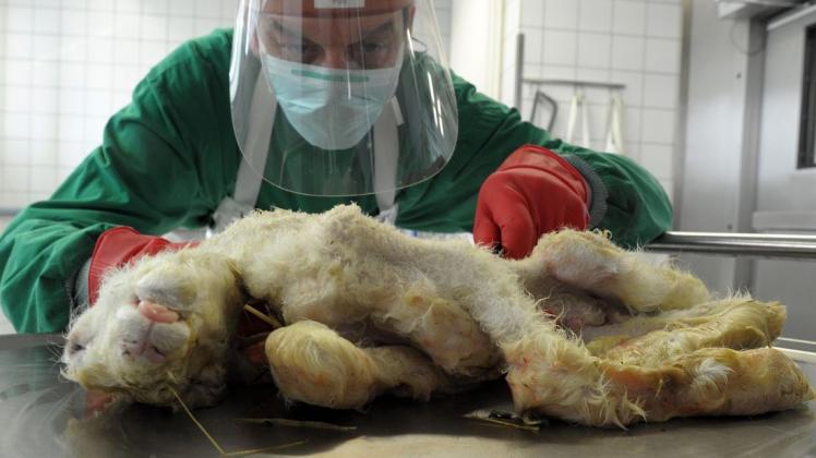 Ein durch das Schmallenberg-Virus missgebildetes Lamm wird  2012 in Nordrhein-Westfalen untersucht.