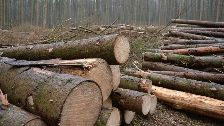 Große Mengen Schadholz sind in den vergangenen drei Jahren angefallen. Die Nachhaltigkeitsprämie kann helfen, einen Teil der Kosten für die Aufforstung zu decken – und honoriert gleichzeitig die vielfältigen Leistungen des Waldes.